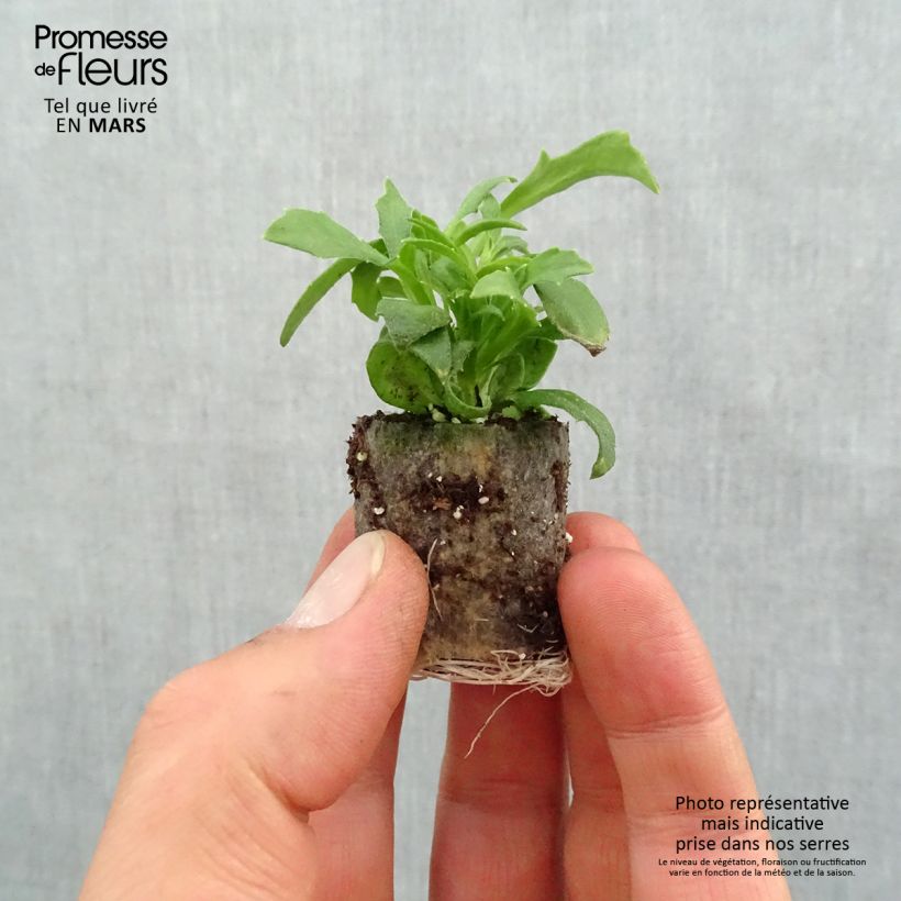 Spécimen de Scaevola Deep Pink Touch - Fleur éventail de fée - minimotte tel que livré au printemps
