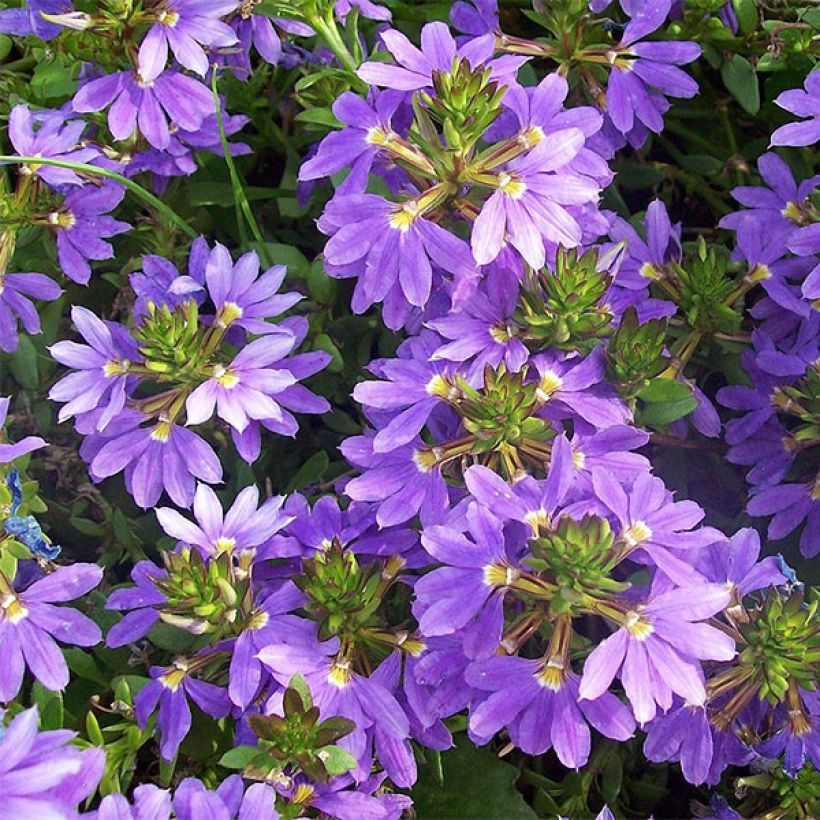 Scaevola Surdiva Bleu - Fleur éventail de fée (Floraison)