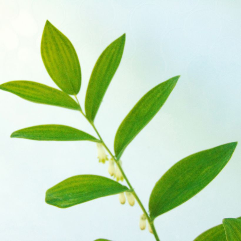 Sceau de Salomon - Polygonatum commutatum (Feuillage)