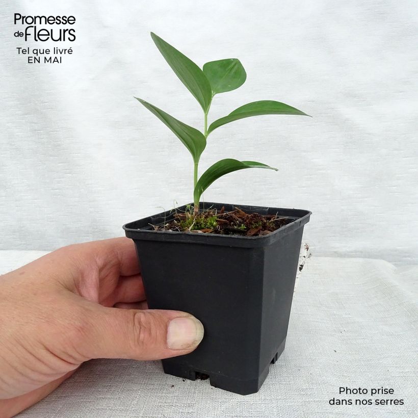 Spécimen de Sceau de Salomon - Polygonatum commutatum Godet de 9cm tel que livré au printemps