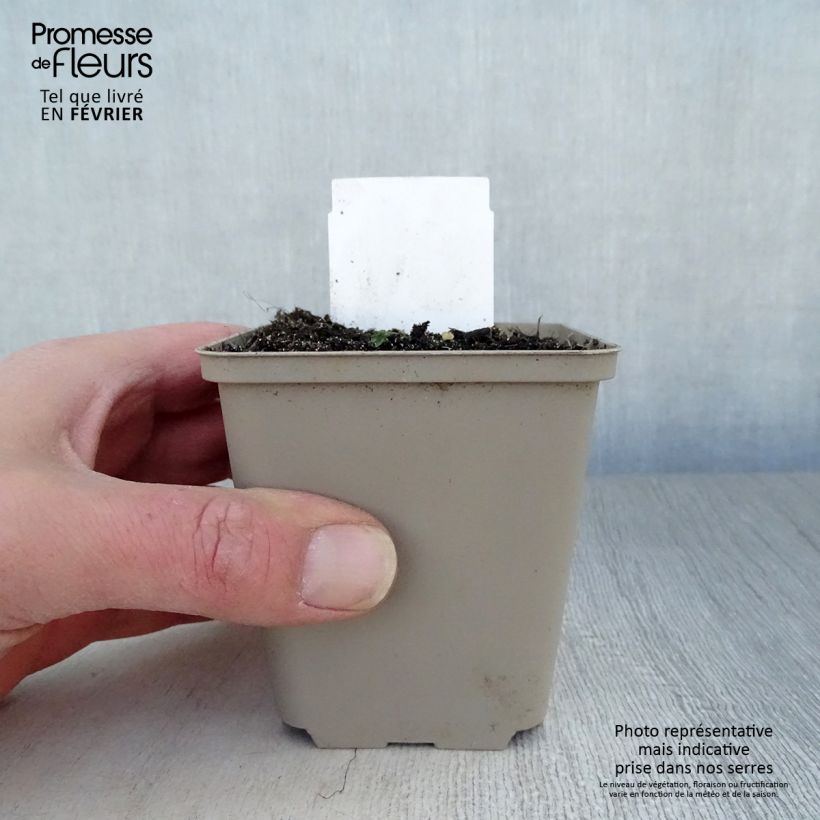 Spécimen de Sceau de Salomon - Polygonatum multiflorum tel que livré en hiver