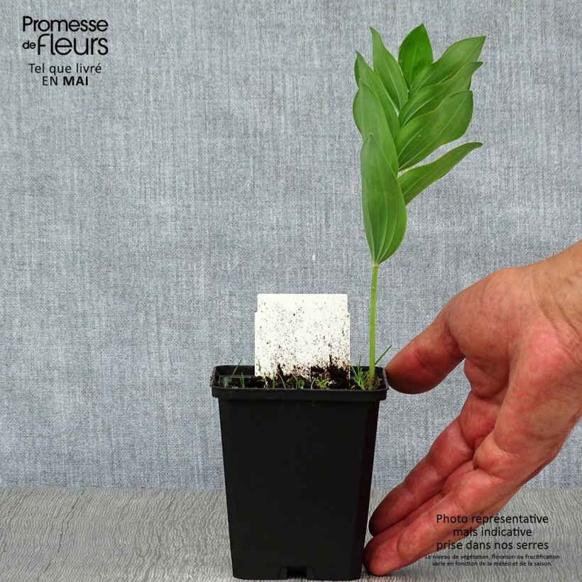 Spécimen de Sceau de Salomon - Polygonatum multiflorum Godet de 9cm tel que livré au printemps