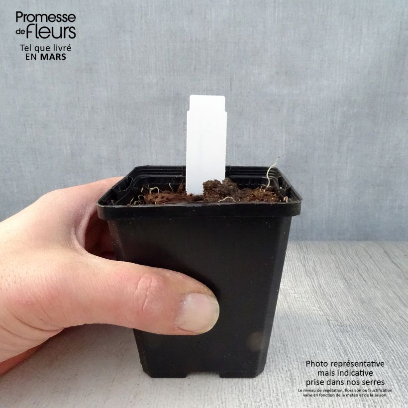 Spécimen de Sceau de Salomon - Polygonatum odoratum Godet de 9cm tel que livré au printemps