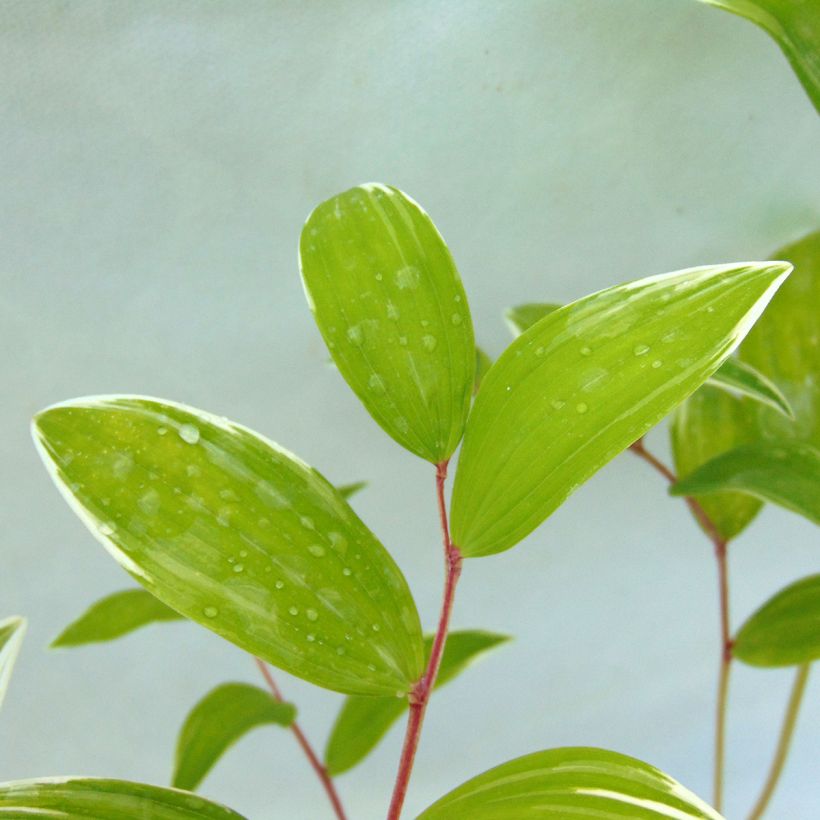 Sceau de Salomon panaché - Polygonatum falcatum Variegatum (Feuillage)