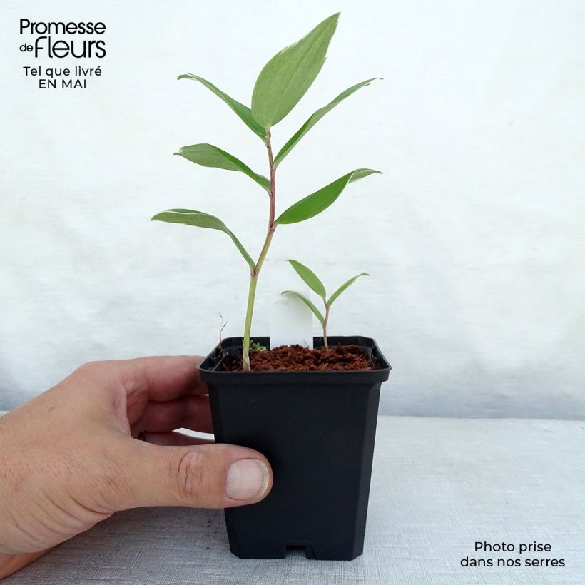 Spécimen de Sceau de Salomon panaché - Polygonatum falcatum Variegatum Godet de 9cm tel que livré au printemps