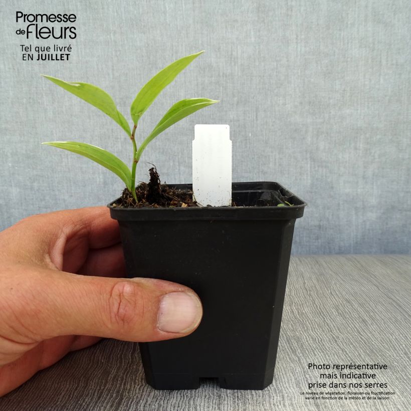 Spécimen de Sceau de Salomon panaché - Polygonatum falcatum Variegatum Godet de 8/9 cm tel que livré en été