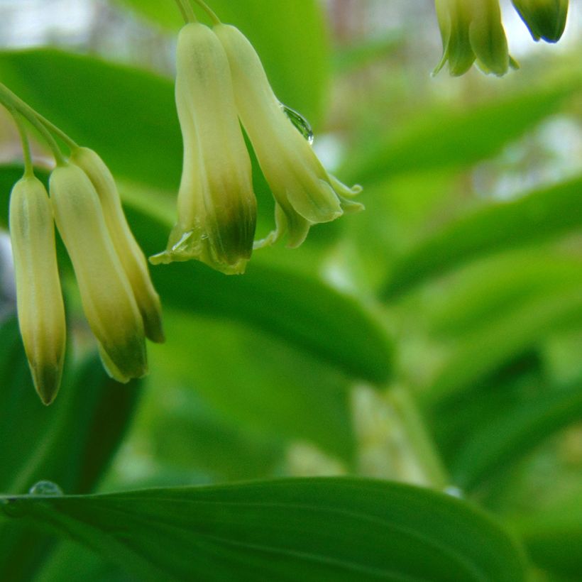 Sceau de Salomon - Polygonatum commutatum (Floraison)