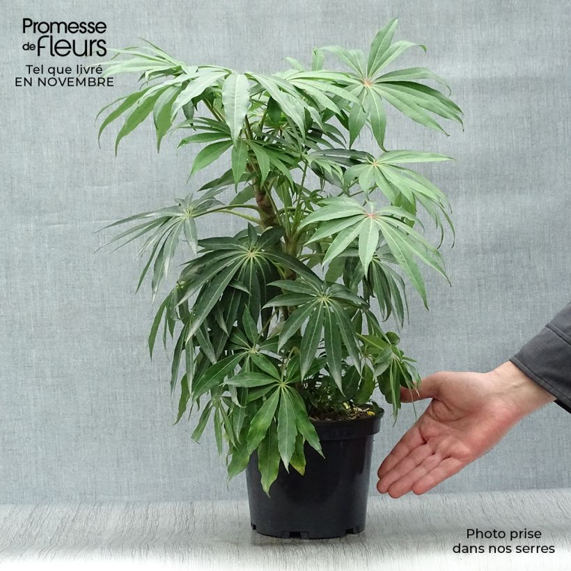 Spécimen de Schefflera taiwaniana Pot de 2L/3L tel que livré en automne