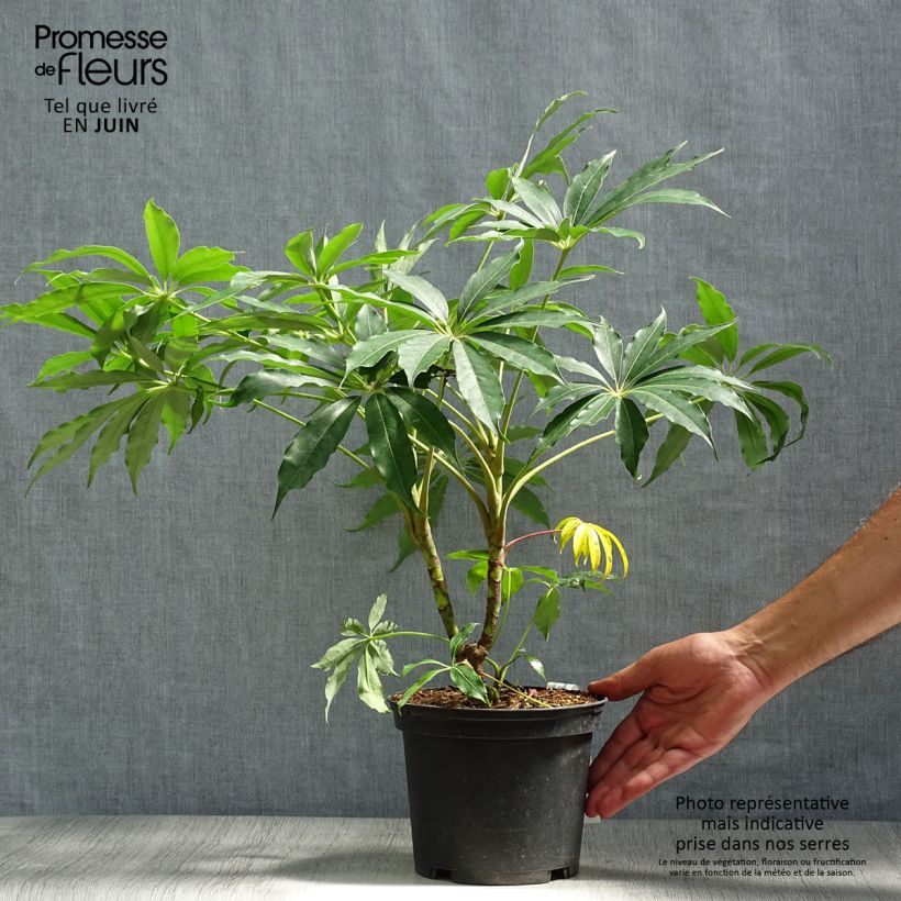 Spécimen de Schefflera taiwaniana Pot de 2L/3L tel que livré en été