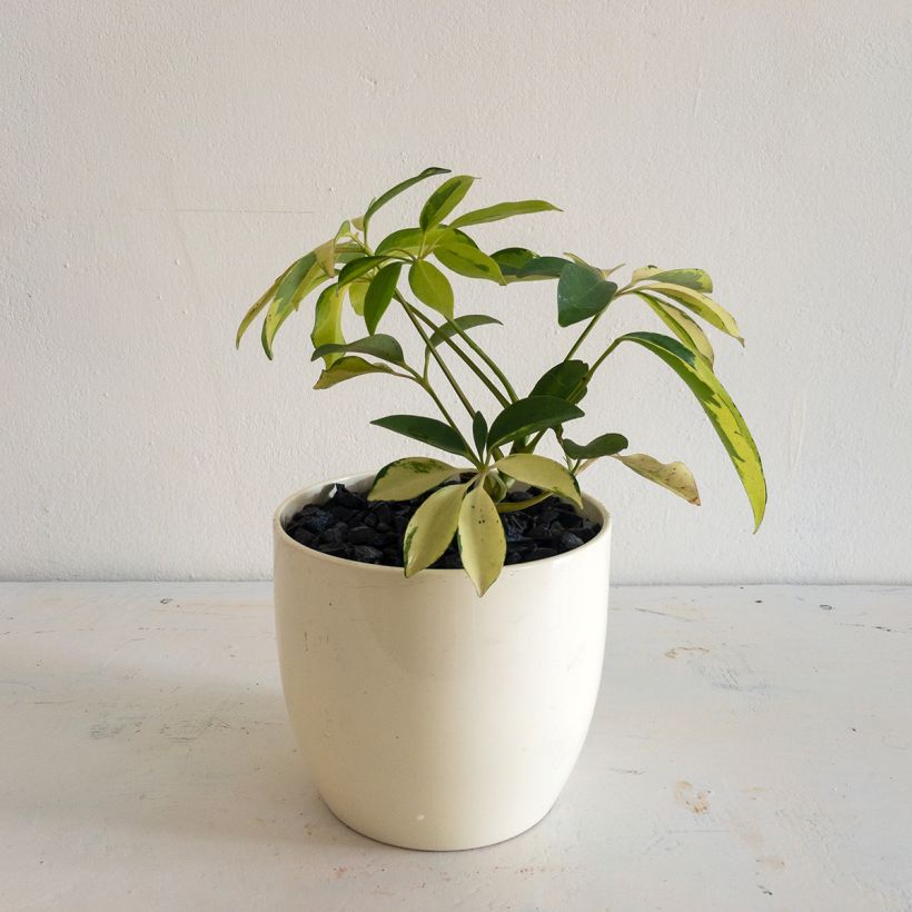 Schefflera Madame De Smet (Port)