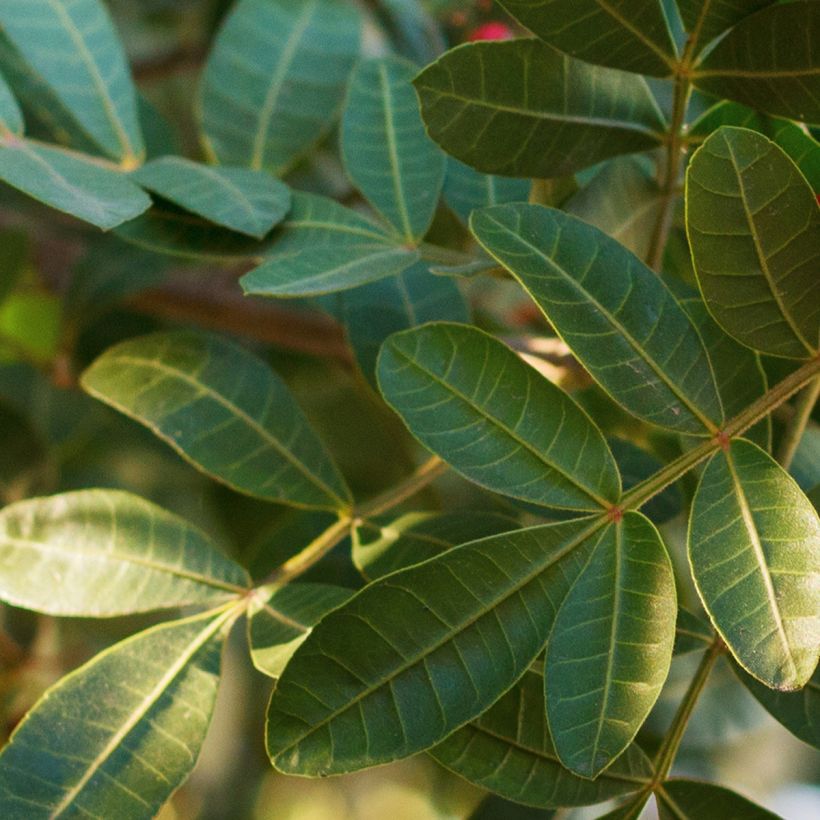 Schinus terebinthifolius - Poivre rose (Feuillage)