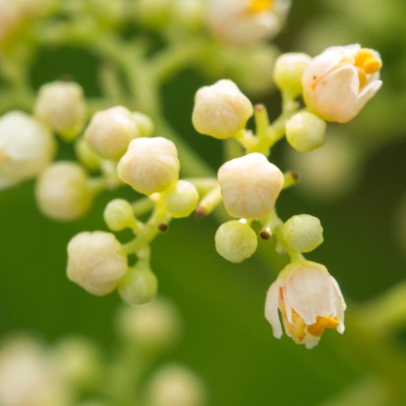 Schinus terebinthifolius - Poivre rose (Floraison)