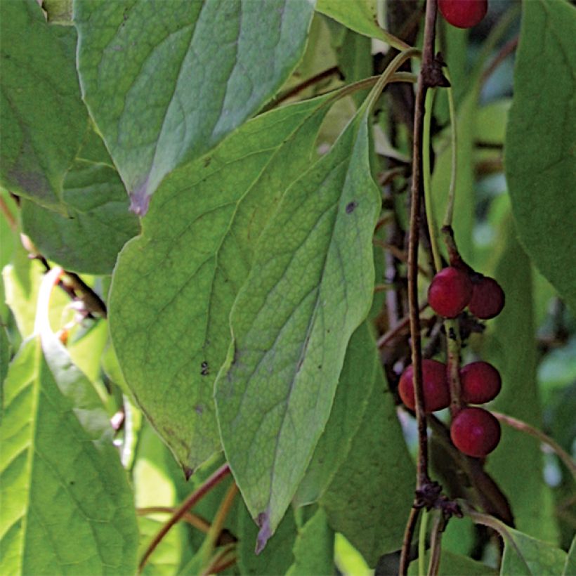 Schisandra chinensis - Baie aux 5 saveurs (Feuillage)