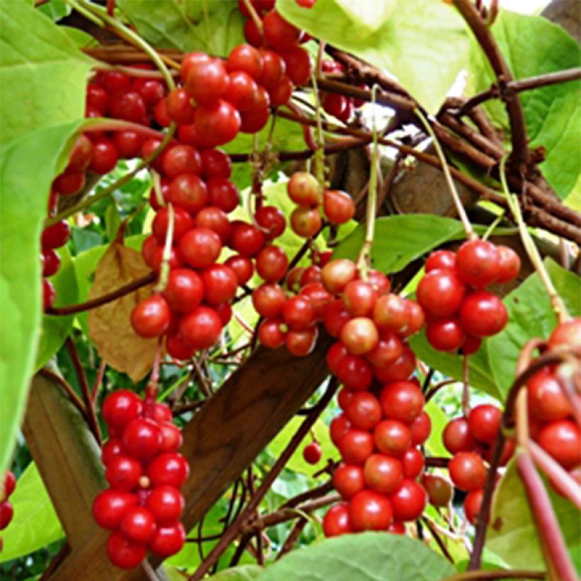 Schisandra chinensis - Baie aux 5 saveurs (Récolte)