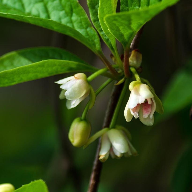 Schisandra chinensis Sadova N°1 - Baie aux 5 saveurs autofertile (Floraison)