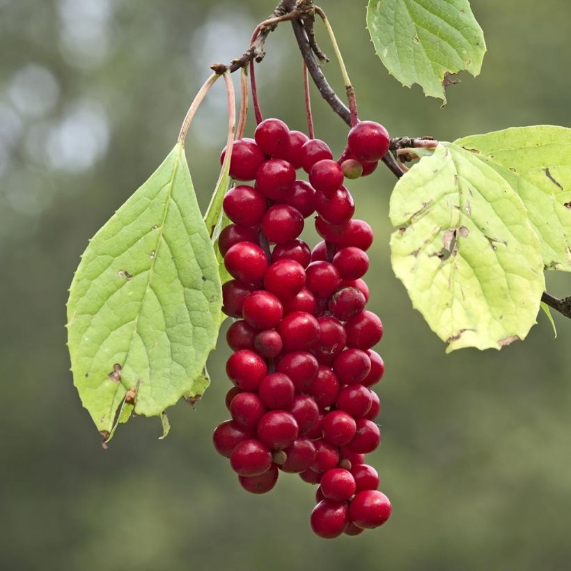 Schisandra chinensis Sadova N°1 - Baie aux 5 saveurs autofertile (Récolte)