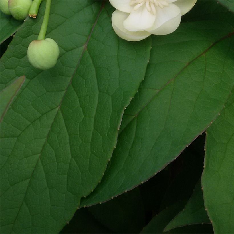 Schisandra grandiflora (Feuillage)