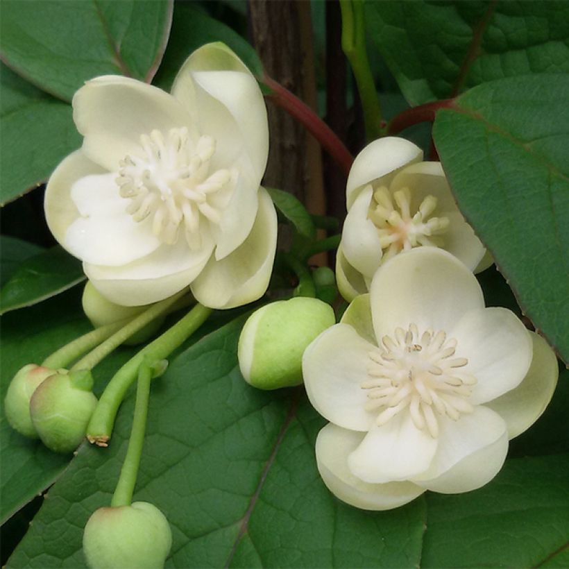 Schisandra grandiflora (Floraison)