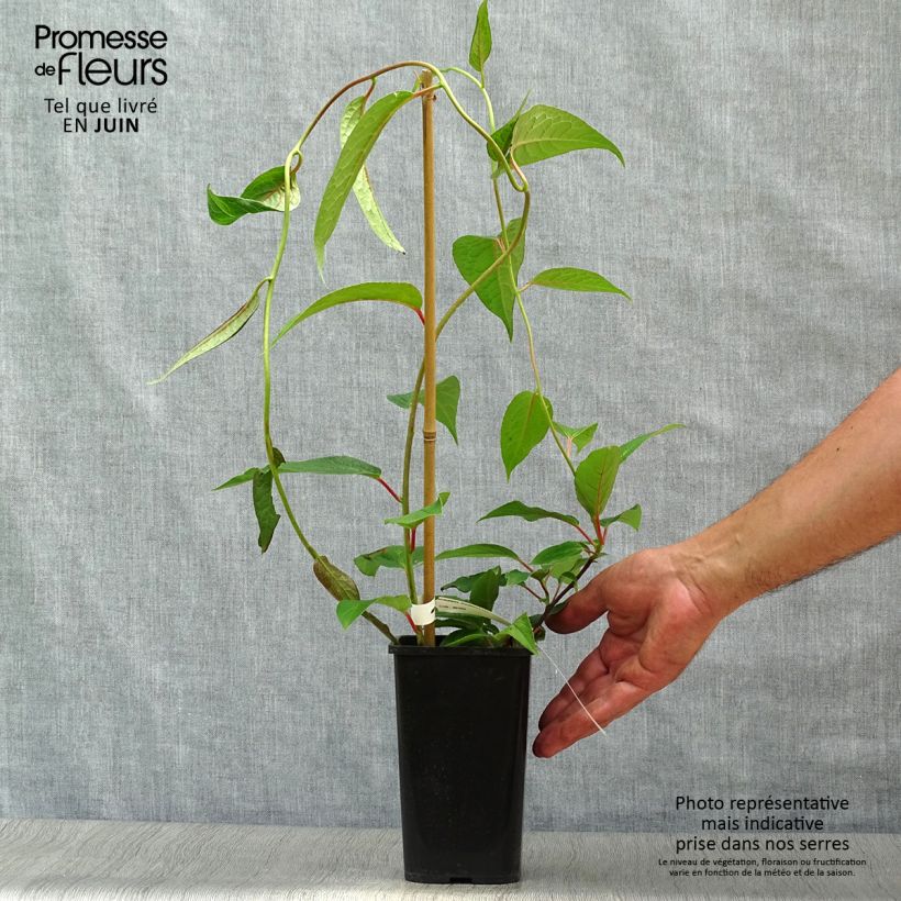 Spécimen de Schisandra grandiflora Pot de 1,5L/2L tel que livré en été