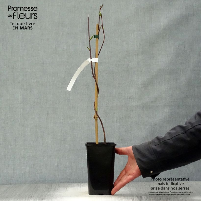 Spécimen de Schisandra grandiflora Pot de 1.5L tel que livré au printemps