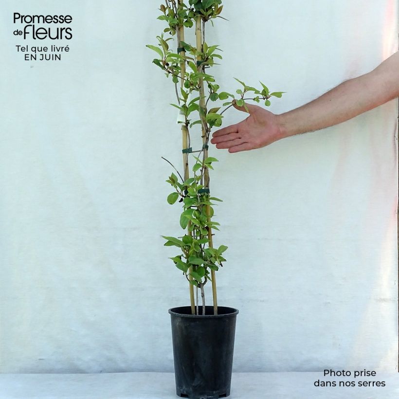 Spécimen de Schisandra rubriflora Pot de 4L/5L tel que livré en été