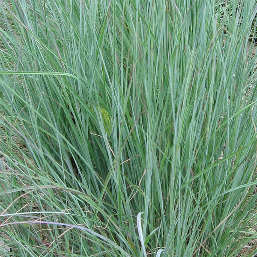 Schizachyrium scoparium (Feuillage)