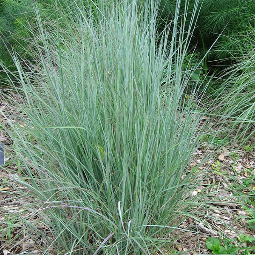 Schizachyrium scoparium (Port)