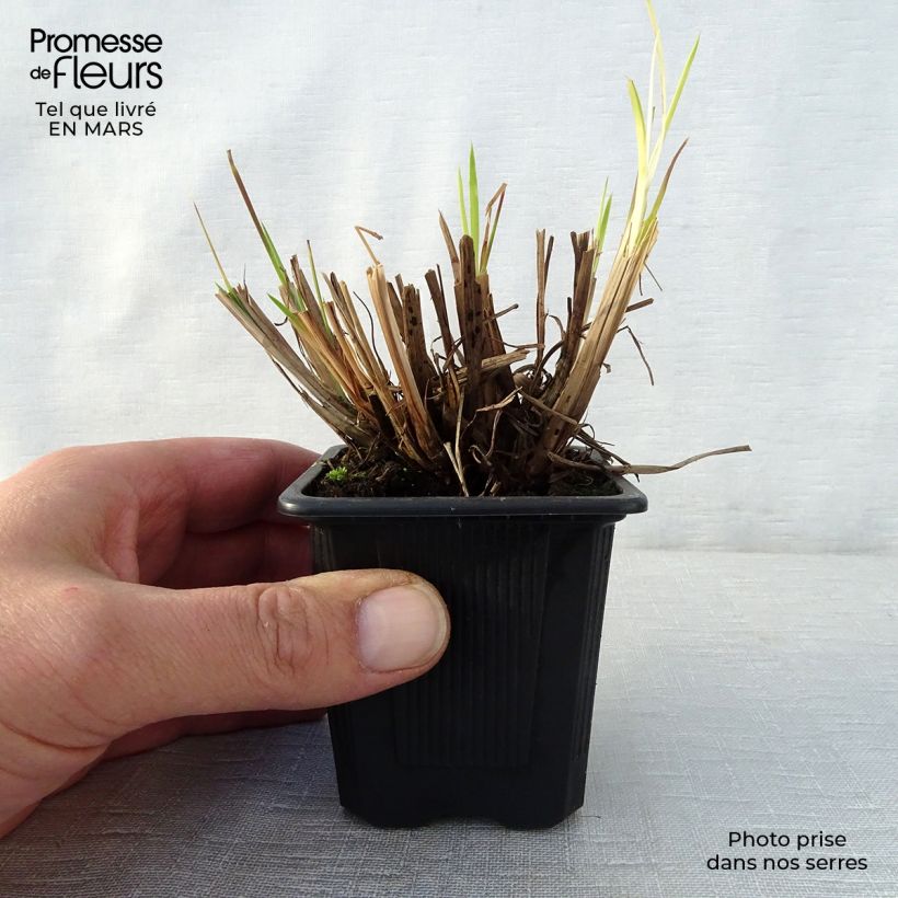 Spécimen de Schizachyrium scoparium Godet de 8 cm tel que livré au printemps