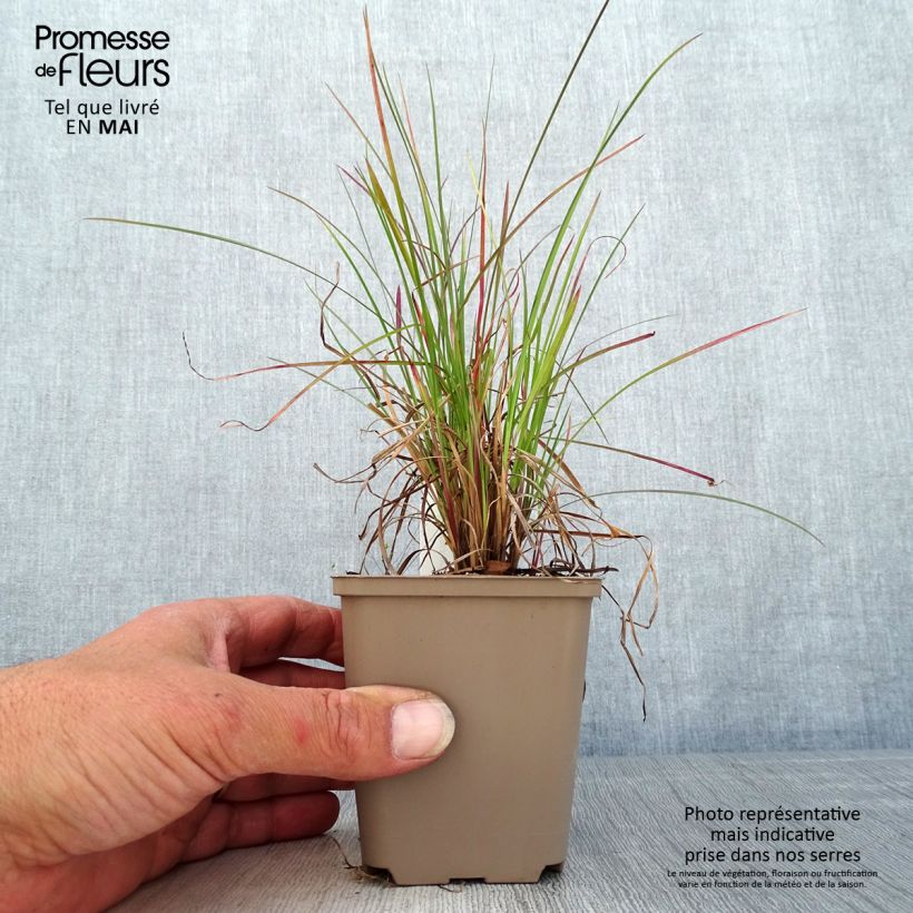 Spécimen de Schizachyrium scoparium Blaze - Herbe à balais Godet de 8/9 cm tel que livré au printemps