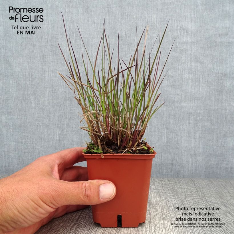 Spécimen de Schizachyrium scoparium Blue Heaven en godet de 9 cm tel que livré au printemps