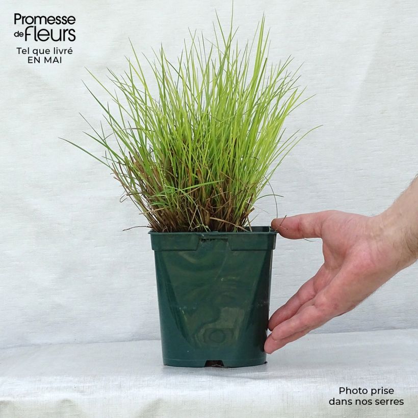 Spécimen de Schizachyrium scoparium Blue Heaven en pot de 2L/3L tel que livré au printemps