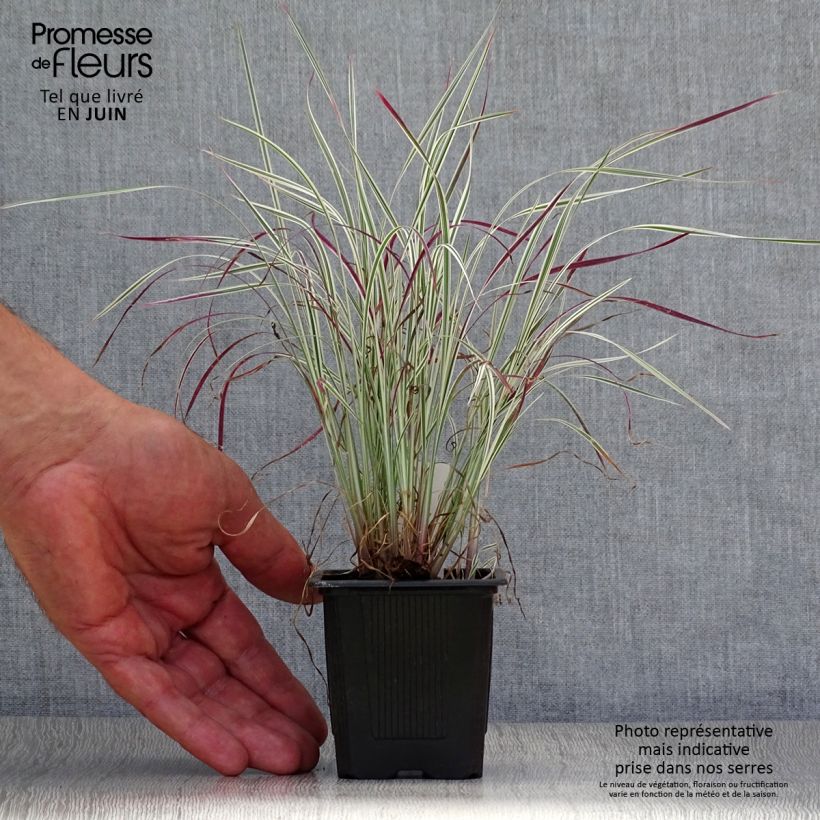 Spécimen de Schizachyrium scoparium Chameleon - Herbe à balais Godet de 8/9 cm tel que livré en été