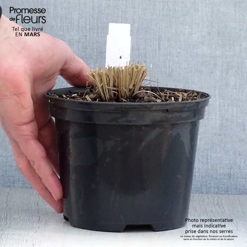 Spécimen de Schizachyrium scoparium Chameleon - Herbe à balais - Pot de 2L/3L tel que livré au printemps
