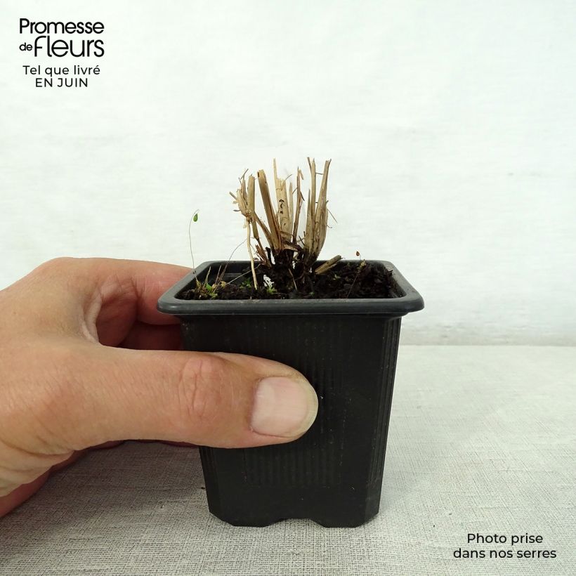 Spécimen de Schizachyrium scoparium Godet de 8/9 cm tel que livré en été