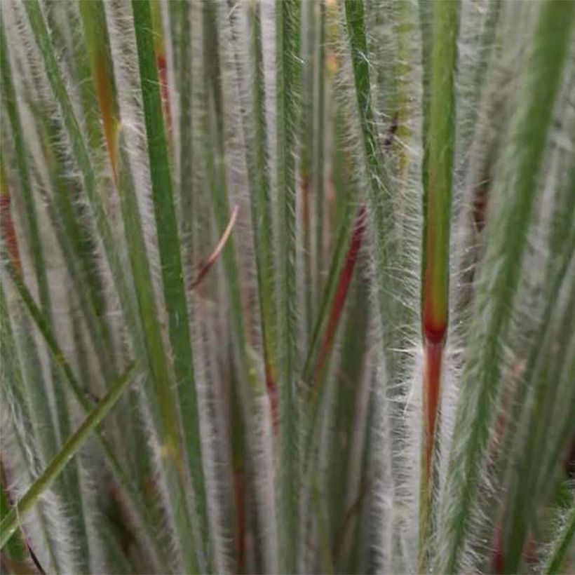 Schizachyrium scoparium Ha Ha Tonka - Herbe à balais (Feuillage)