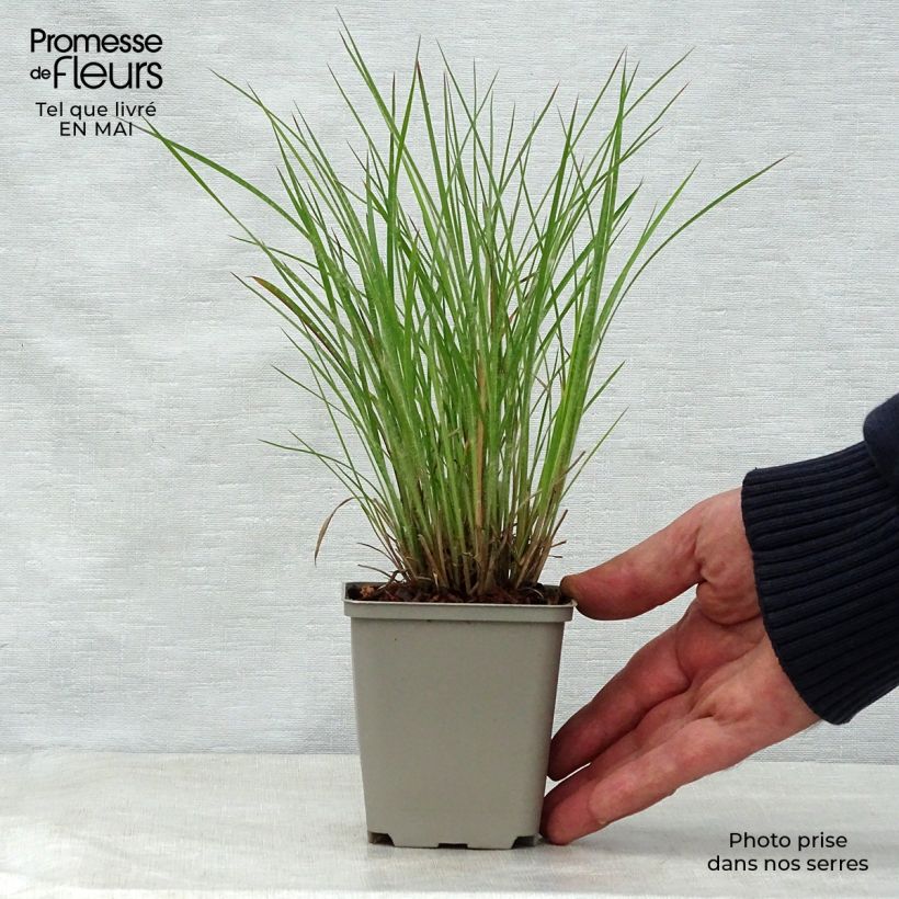 Spécimen de Schizachyrium scoparium Ha Ha Tonka - Herbe à balais - Godet de 8/9cm tel que livré au printemps