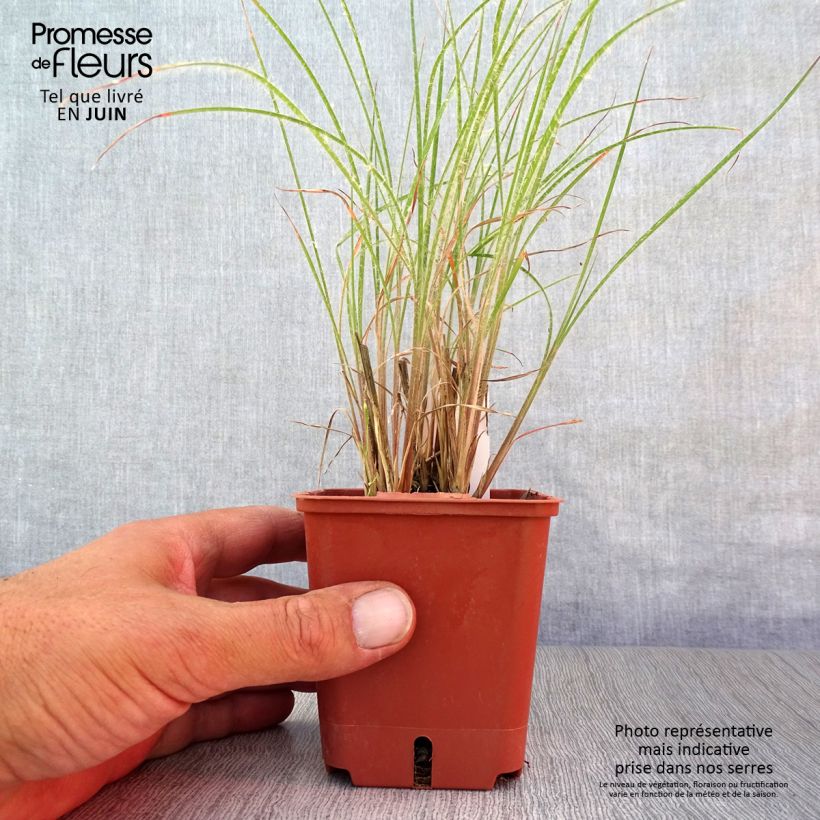 Spécimen de Schizachyrium scoparium Ha Ha Tonka - Herbe à balais Godet de 8/9 cm tel que livré en été