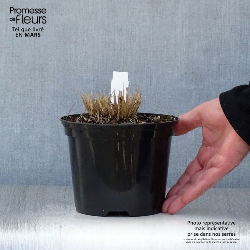 Spécimen de Schizachyrium scoparium Ha Ha Tonka - Herbe à balais - Pot de 2L/3L tel que livré au printemps