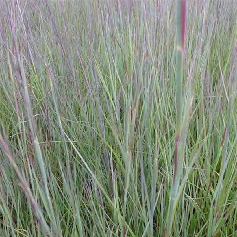 Schizachyrium scoparium Prairie Blues (Feuillage)