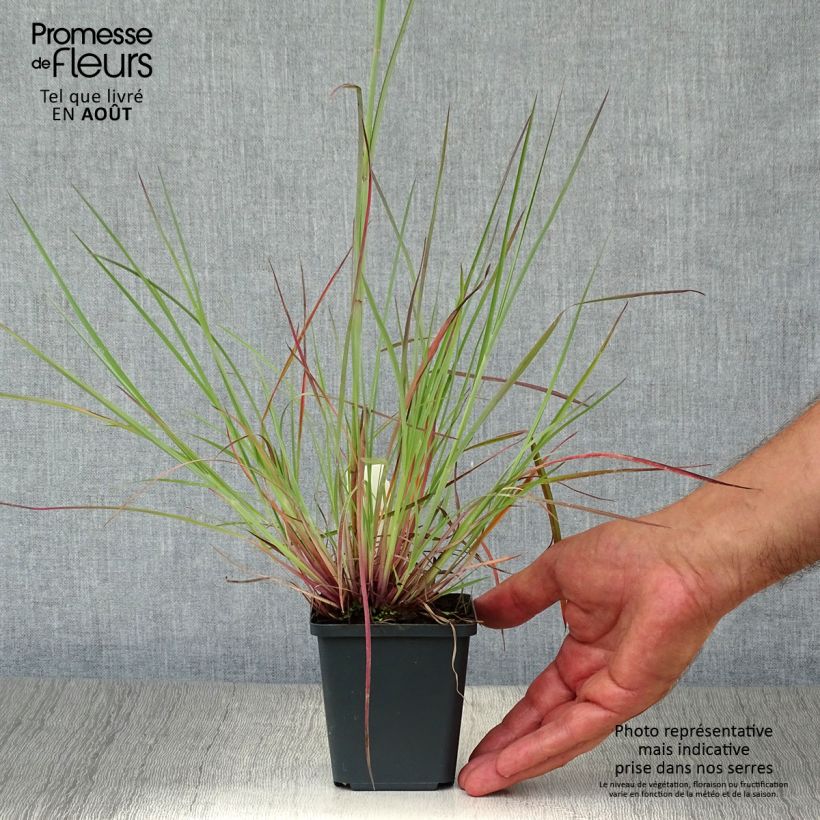 Spécimen de Schizachyrium scoparium Prairie Blues Godet de 8/9 cm tel que livré en été