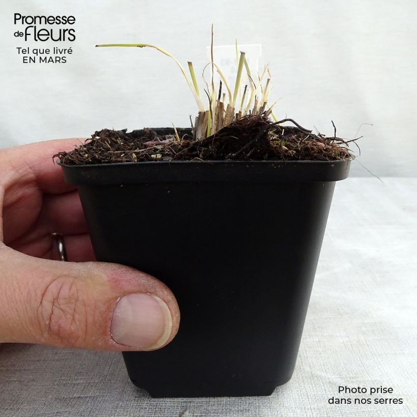 Spécimen de Schizachyrium scoparium Prairie Blues en godet de 9 cm tel que livré au printemps