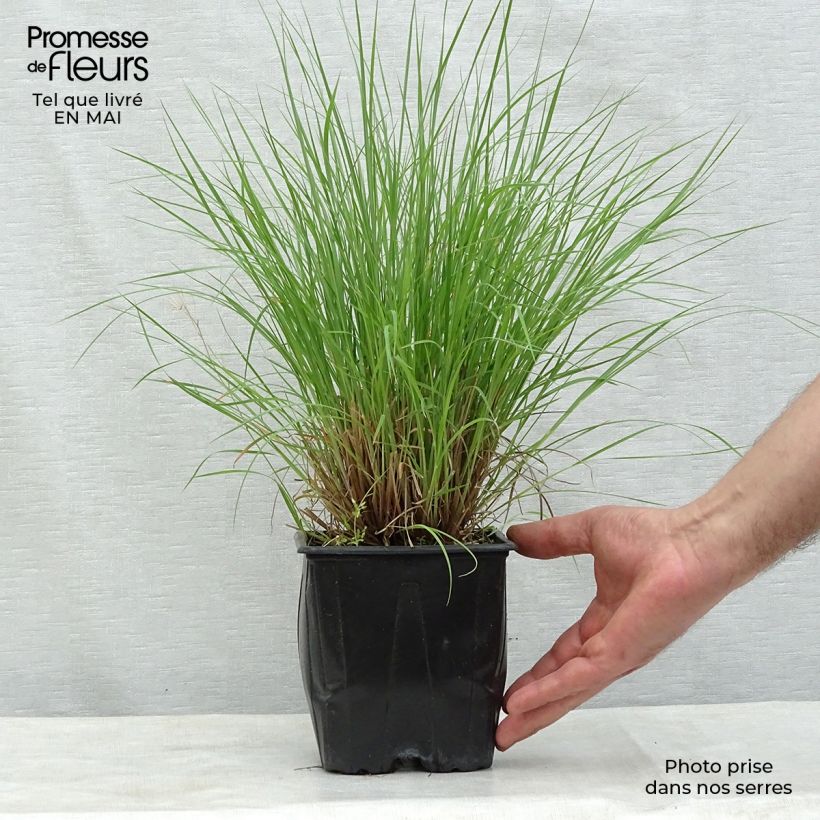 Spécimen de Schizachyrium scoparium Prairie Blues en pot de 2/3 litres tel que livré au printemps