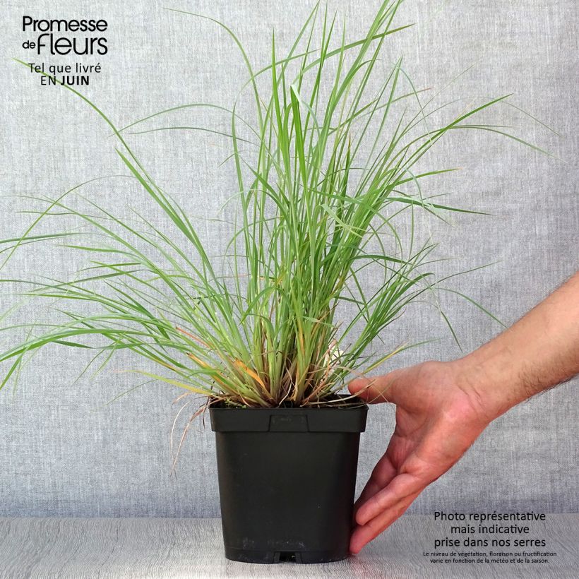Spécimen de Schizachyrium scoparium Prairie Blues Pot de 2L/3L tel que livré en été