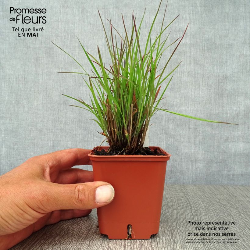 Spécimen de Schizachyrium scoparium Standing Ovation Godet de 9cm tel que livré au printemps