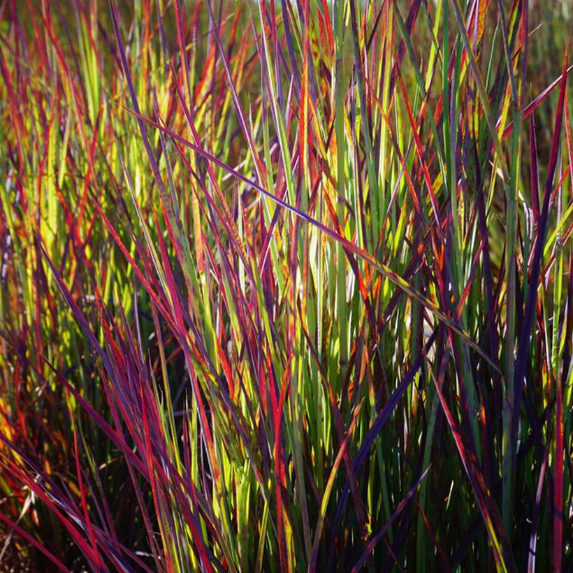 Schizachyrium scoparium Twilight Zone - Herbe à balais (Feuillage)