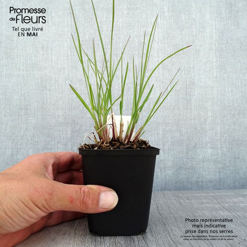 Spécimen de Schizachyrium scoparium Wild West - Andropogon, Herbe à balais - Godet de 8/9 cm tel que livré au printemps
