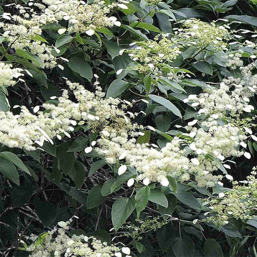 Schizophragma fauriei (Floraison)