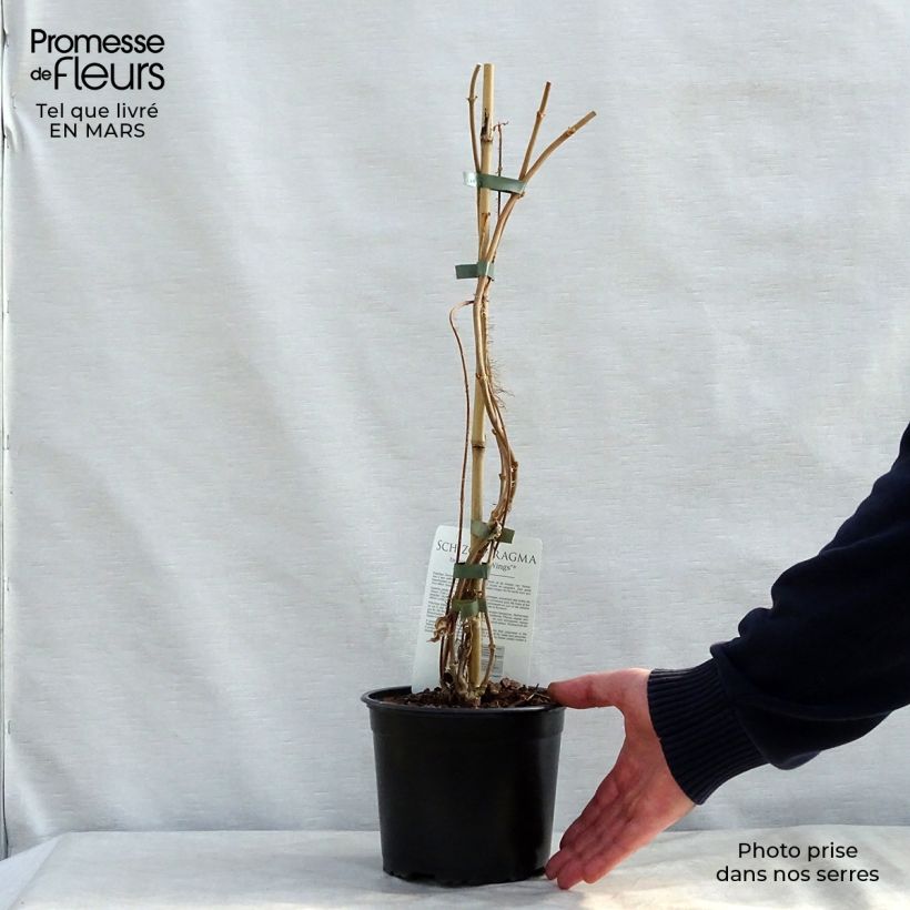Spécimen de Schizophragma fauriei Pot de 2L/3L tel que livré au printemps