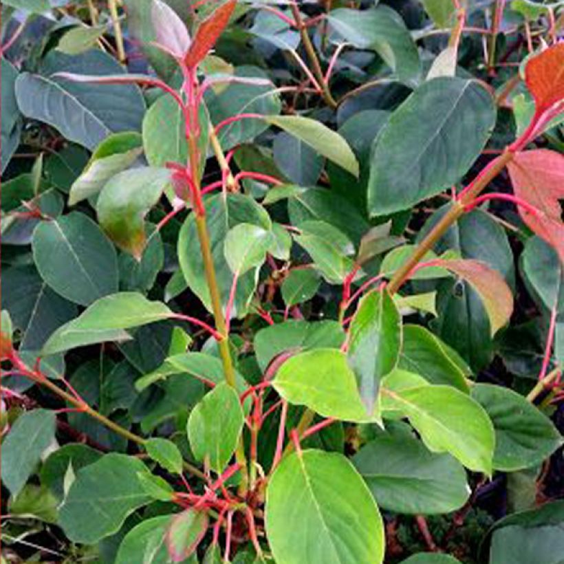 Schizophragma hydrangeoïdes Red Rhapsody MonLaBaHe (Feuillage)