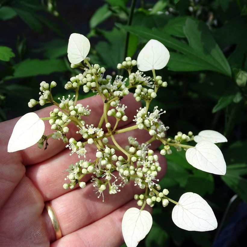 Schizophragma hydrangeoïdes (Floraison)